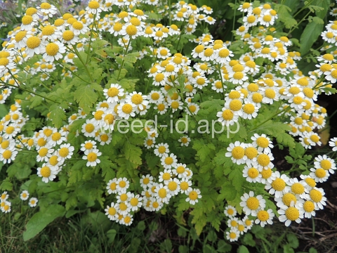 feverfew
